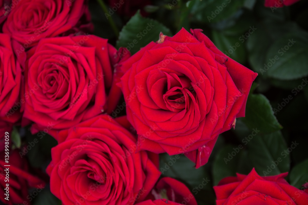red roses red roses