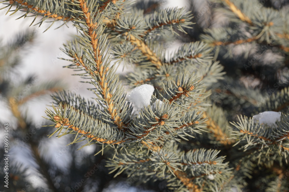 Snow-covered pine branch.