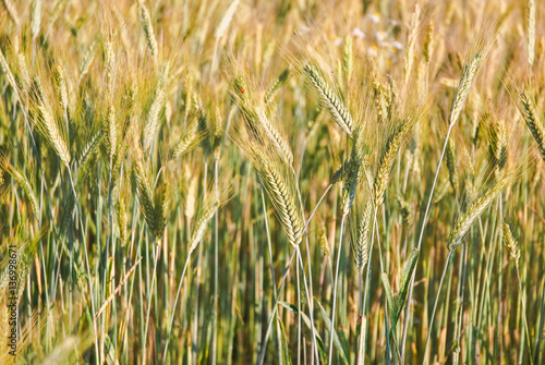 The rye crop (Secale cereale) on the field © aleoks