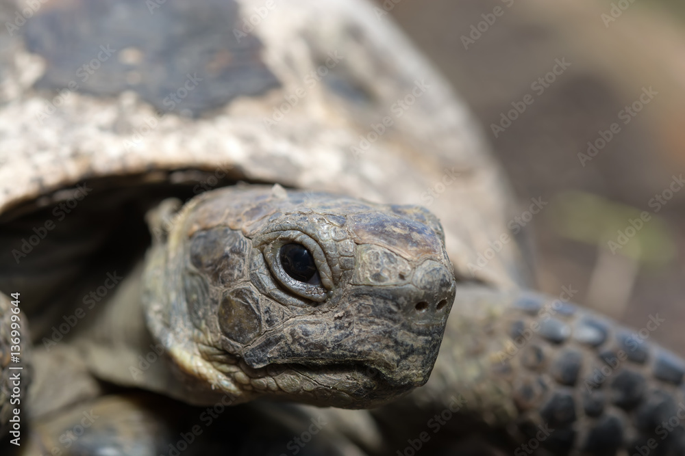 old spur-thighed turtle on the garden . Testudo graeca ibera old spur-thighed turtle on the garden . Testudo graeca ibera