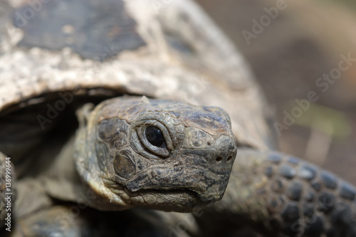 old spur-thighed turtle on the garden . Testudo graeca ibera