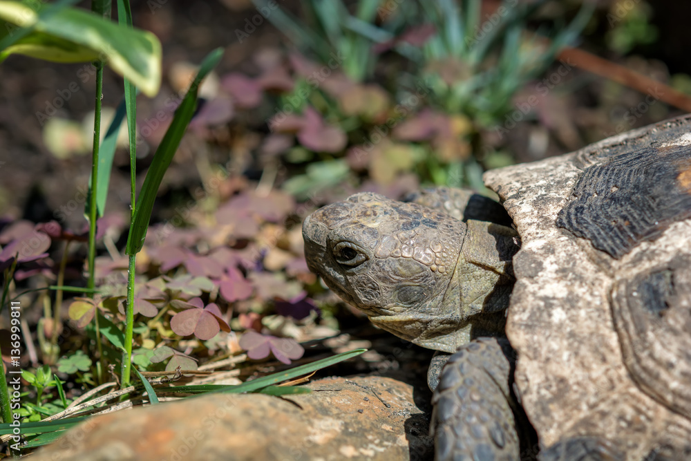 old spur-thighed turtle on the garden . Testudo graeca ibera old spur-thighed turtle on the garden . Testudo graeca ibera