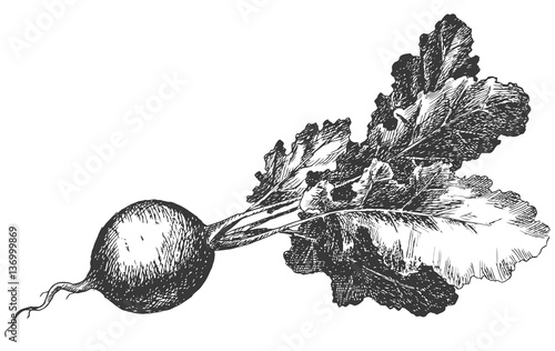 Hand drawn radish. Fresh organic food. Black and white. Vector illustration sketch.