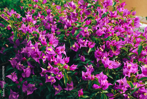 Wallpaper Mural bunch of pink flowers in spring park Torontodigital.ca