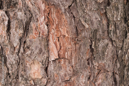 pine-tree trunk