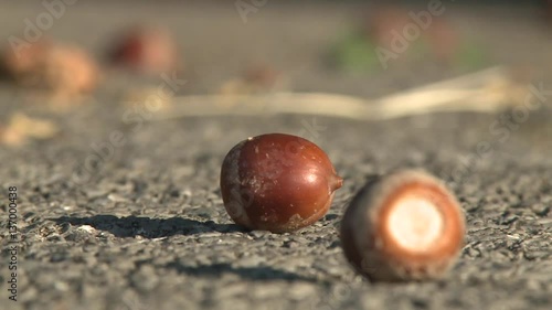 Hazelnut fruit rolls