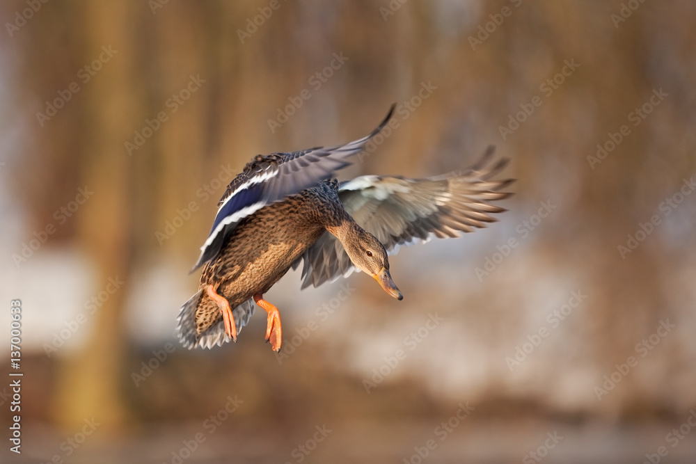 Fototapeta premium mallard, wild duck, anas platyrhynchos, Czech republic