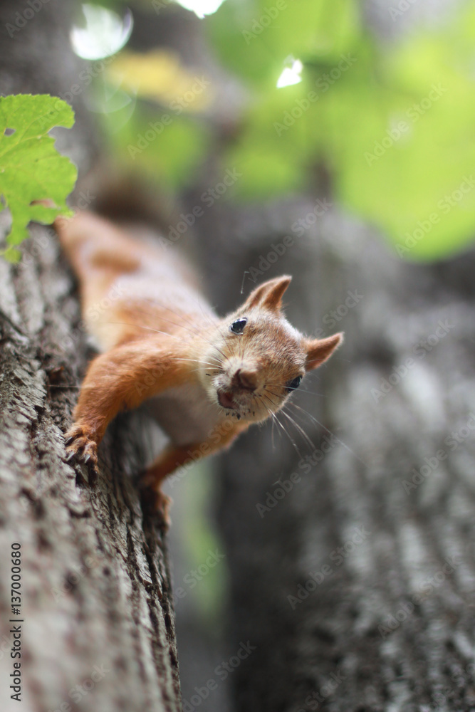 Сurious squirrel on the tree in summer day.