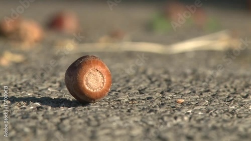 Hazelnut fruit falls on another