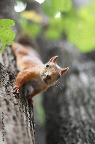 Сurious squirrel on the tree in summer day. © Maksym