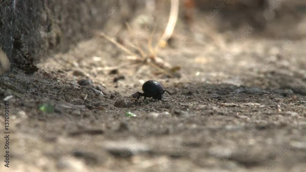Bugs crawling on a small bug road Bugs crawling on a small bug road