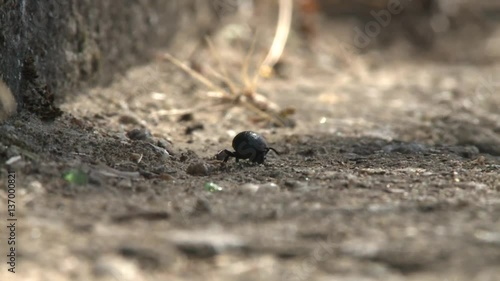 Bugs crawling on a small bug road