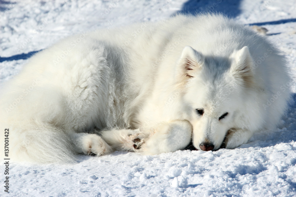 Beautiful white Samoyed lying in the snow