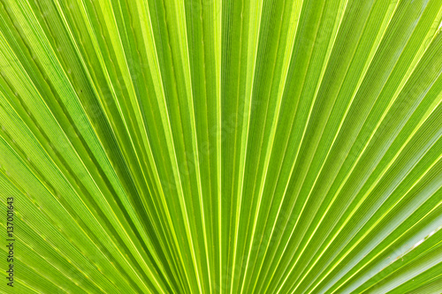 Green leaf/line and textures of green palm leaf in sunlight.