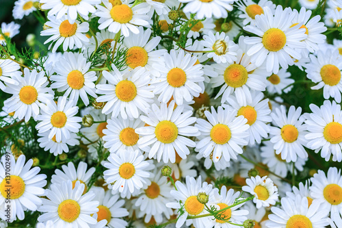 Masses of daisies in the summer garden.