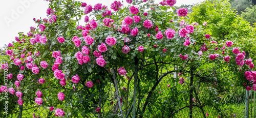 Fototapeta Naklejka Na Ścianę i Meble -  Panoramic view of a rose garden of red roses