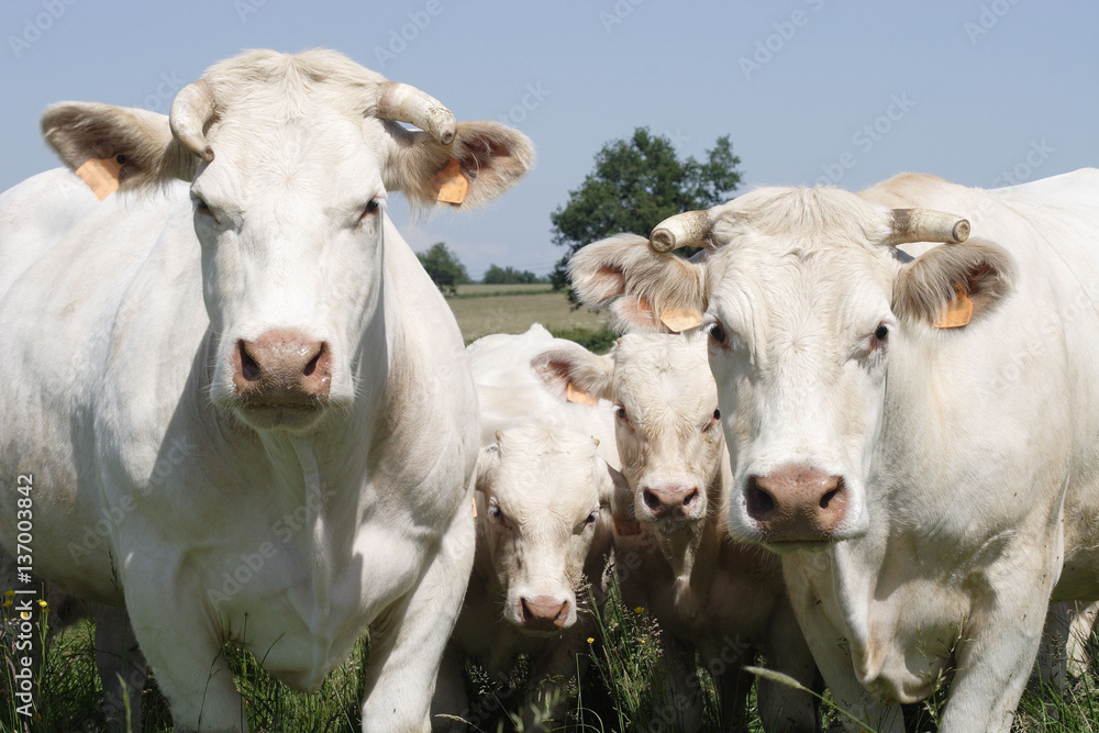 taureau charolais taureau charolais
