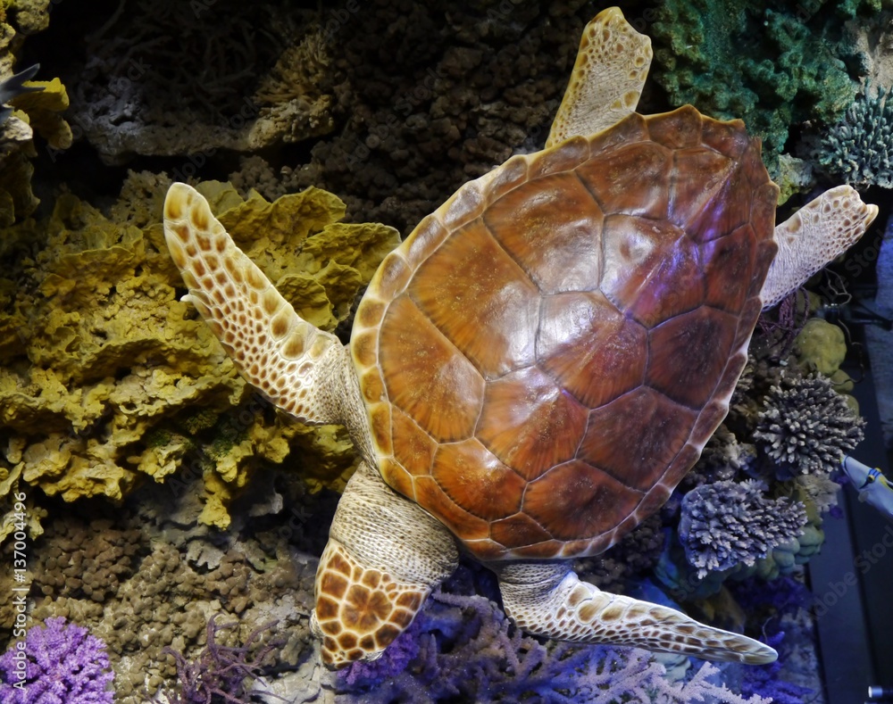  Adobe Stock Illustration 