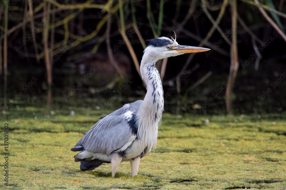 Fototapeta premium Grey Heron bird wading in water. (Ardea cinerea)