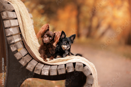 Dog Toy Terrier in nature at the auturm photo