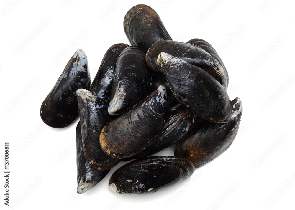 Fresh Black Mussels on the white background Fresh Black Mussels on the white background