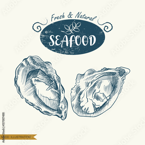 Hand drawn clams isolated on white background. Seafood elements sketch. Oysters vector illustrator. Retro style