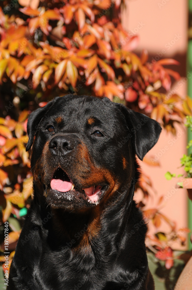 Fototapeta premium Portrait of purebred rottweiler dog