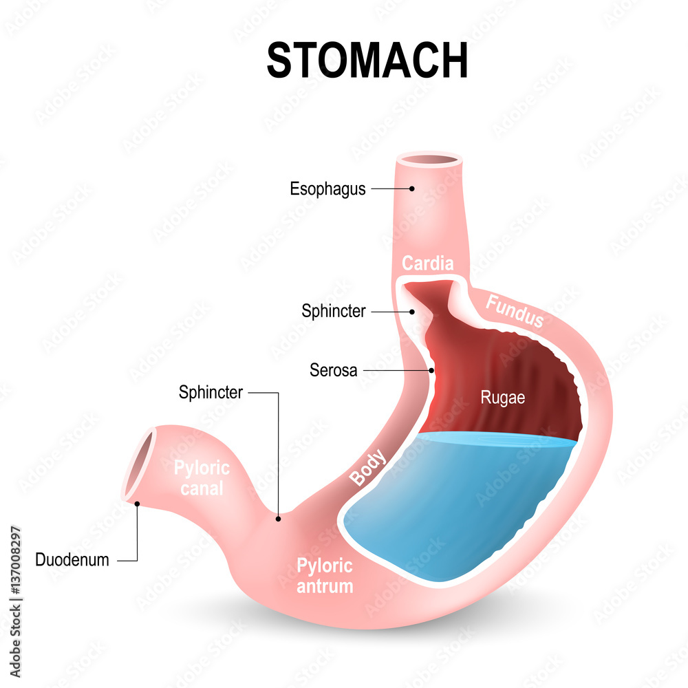 Detailed diagram of the structure from inside of the stomach Stock