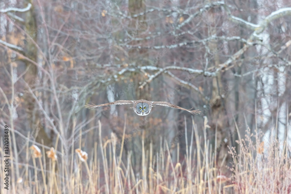 The great grey owl or great gray is a very large bird, documented as the world's largest species of owl by length. Here it is seen searching for prey in Quebec's harsh winter. The great grey owl or great gray is a very large bird, documented as the world's largest species of owl by length. Here it is seen searching for prey in Quebec's harsh winter.