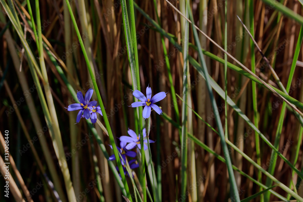 Blue-eyed grass (Sisyrinchium angustifolium) in the wetland of Sanibel Island, Florida, USA.
