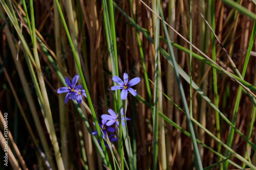 Blue-eyed grass (Sisyrinchium angustifolium) in the wetland of Sanibel Island, Florida, USA.