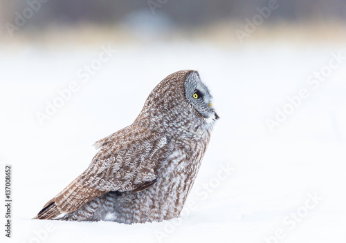 The great grey owl or great gray is a very large bird, documented as the world's largest species of owl by length. Here it is seen searching for prey in Quebec's harsh winter.