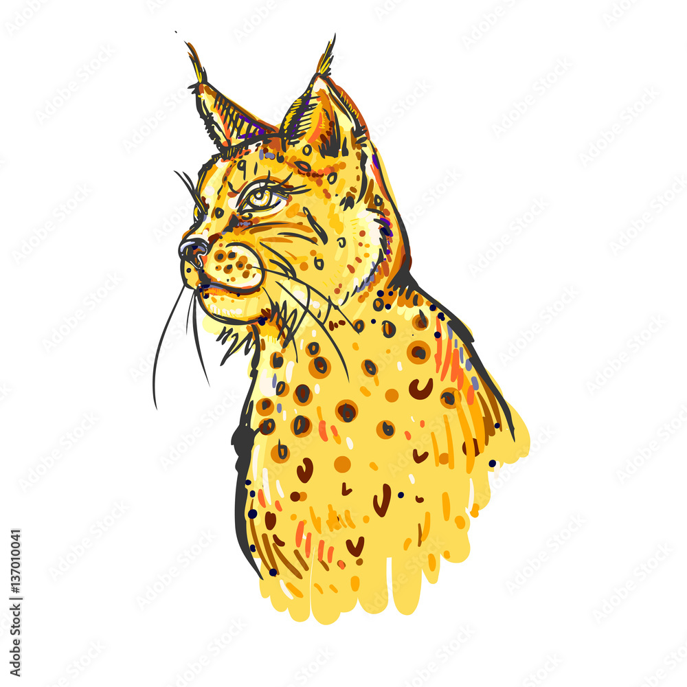 Fotografie hand drawn color bobcat on white background