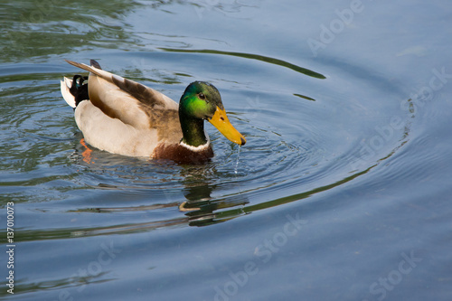 Mallard duck