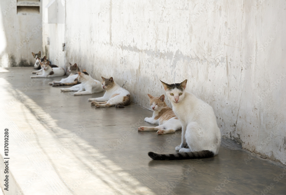 Φωτογραφία Cats enjoy the shade in Stone Town, the capital of Zanzibar