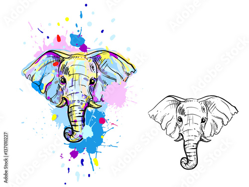 hand drawn illustration with color and monochrome elephant. vector eps 8.