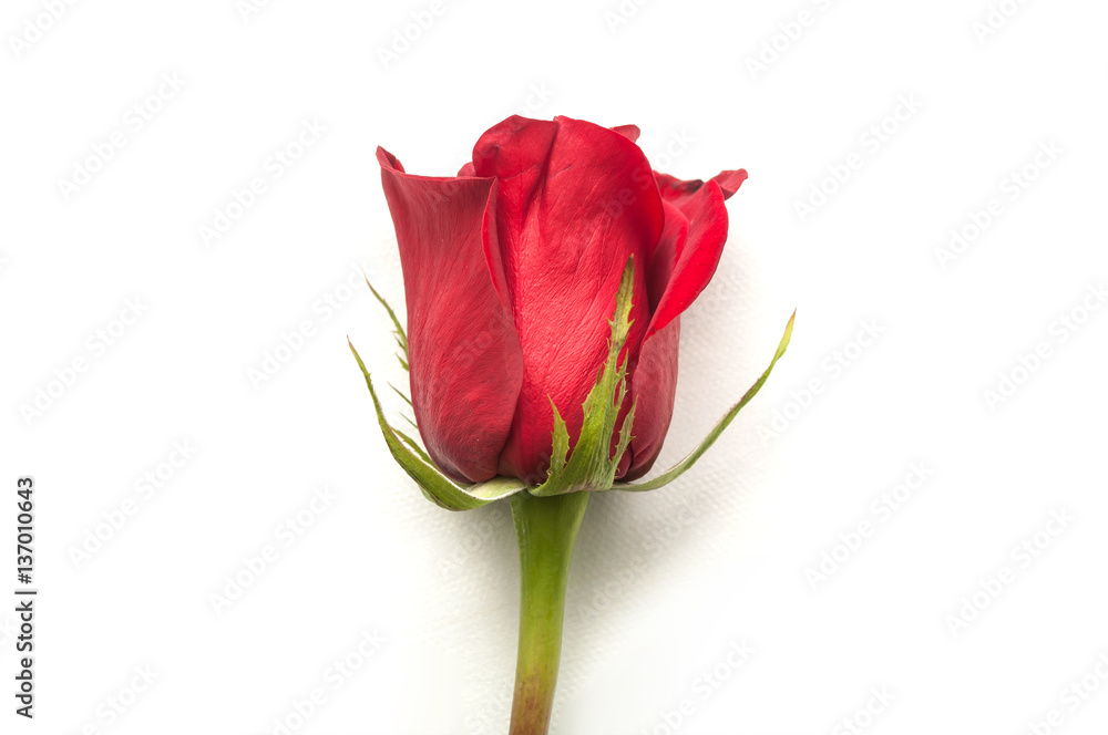 Fotografie rose rouge sur fond blanc