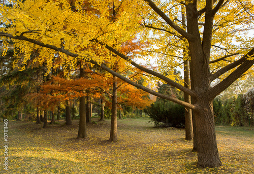 Autumn yellow park trees