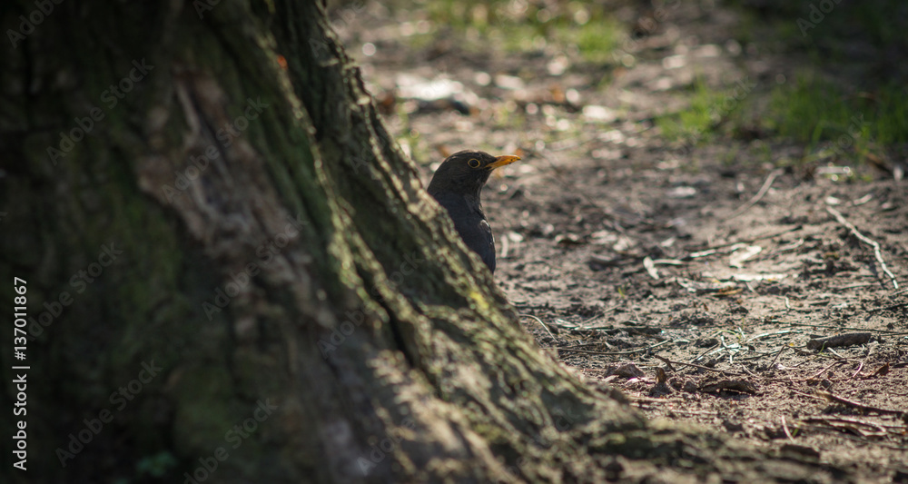 Cute blackbird wildlife (turdus merula). Cute blackbird wildlife (turdus merula).