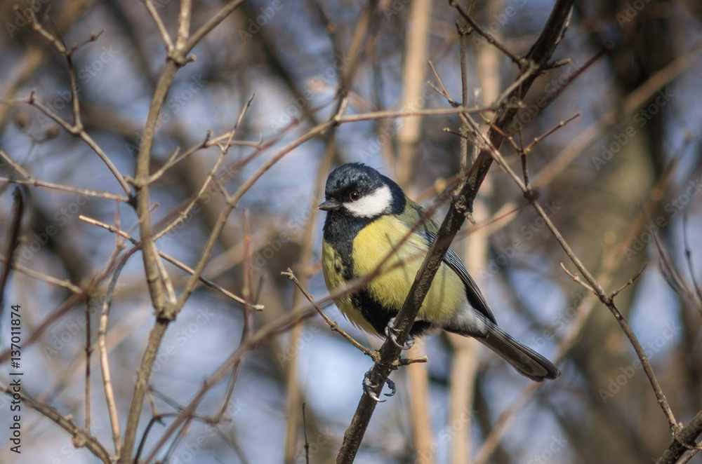 Fototapeta premium Little tomtit sitting on the branch.