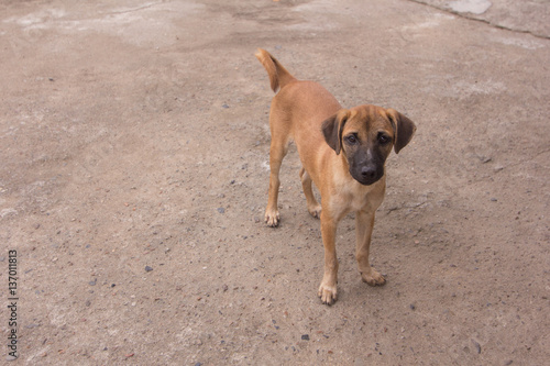 Thai brown stray dog