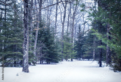 Woods in winter