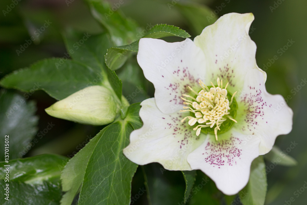 Obraz premium Lenten Rose Closeup