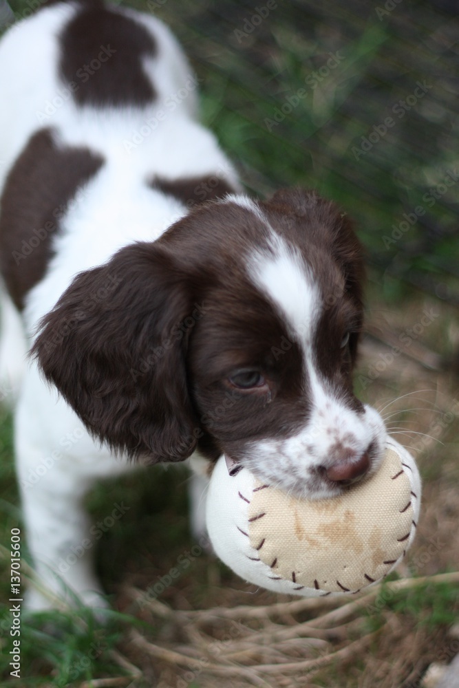 young working type english springer spaniel puppy playing with a