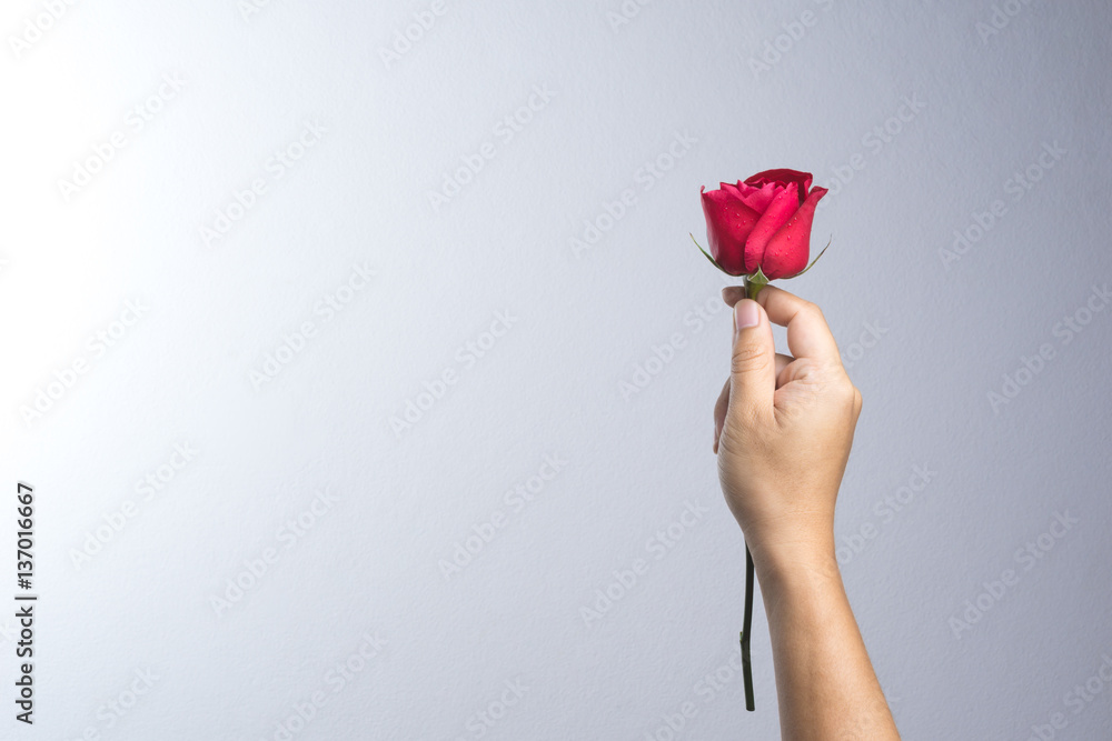 Fototapeta A man hand with red rose flower