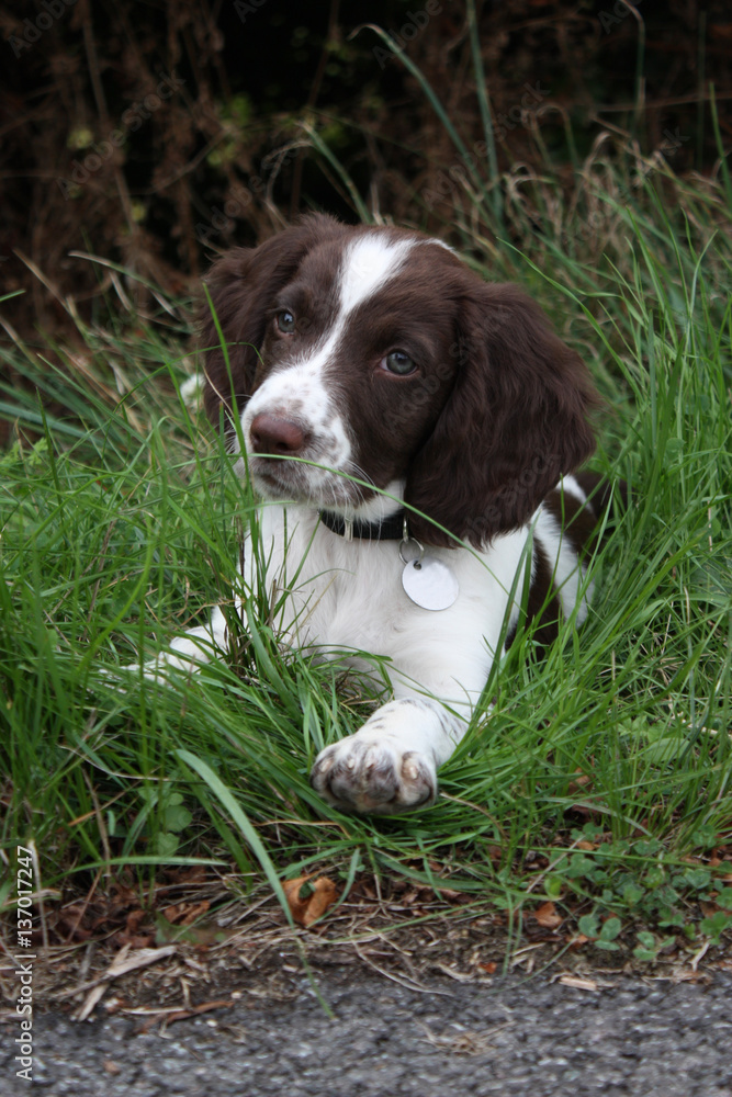 White and liver springer spaniel clearance