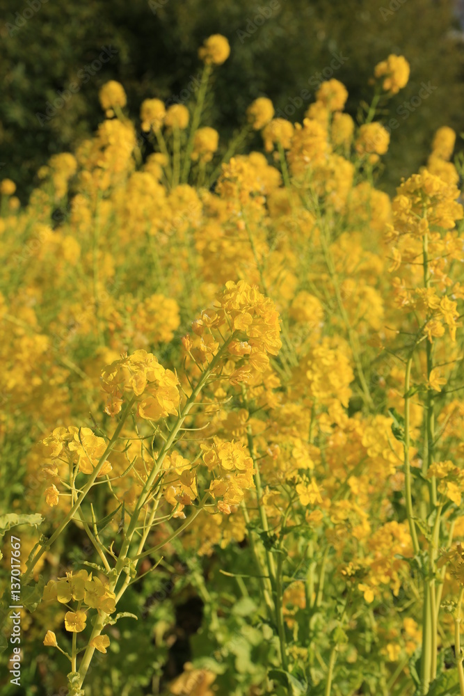 Obraz premium 満開の菜の花