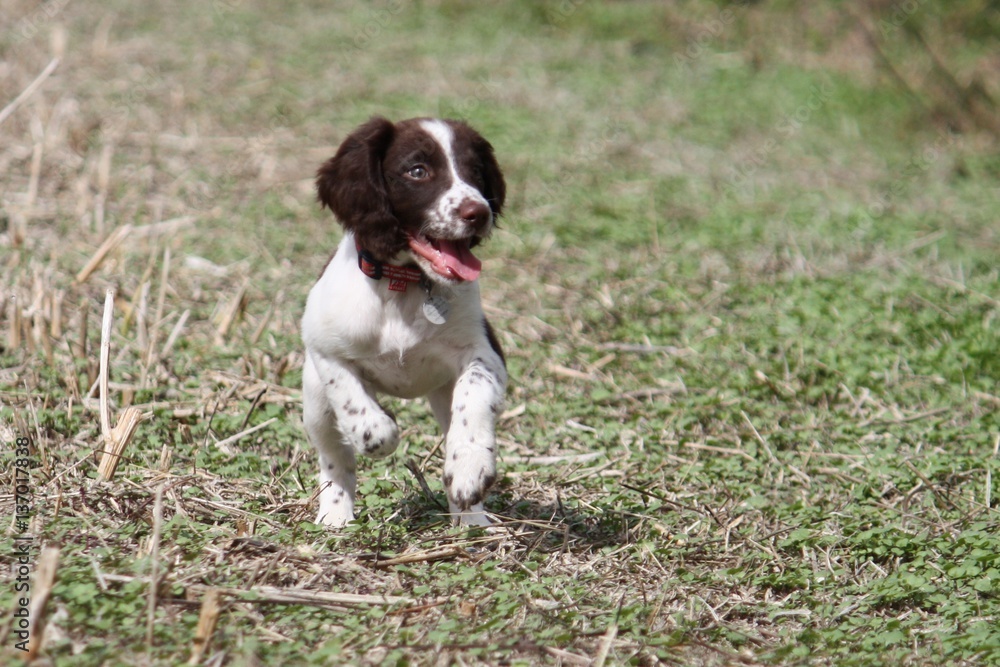 young liver and white working type english springer spaniel pet