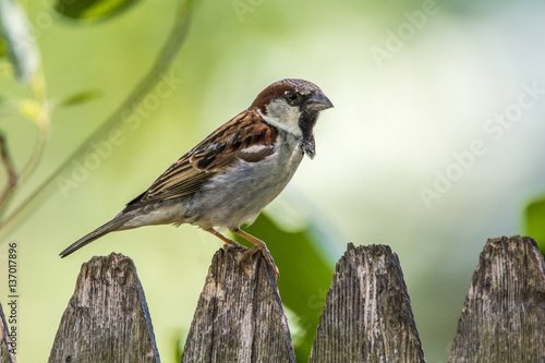 English Sparrow © Cathy Kovarik