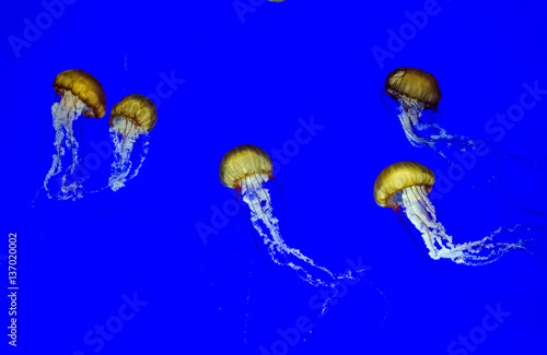  Orange jellyfish (Chrysaora fuscescens) © Don